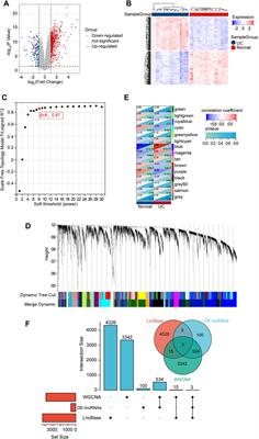 Construction, bioinformatics analysis, and validation of competitive endogenous RNA networks in ulcerative colitis